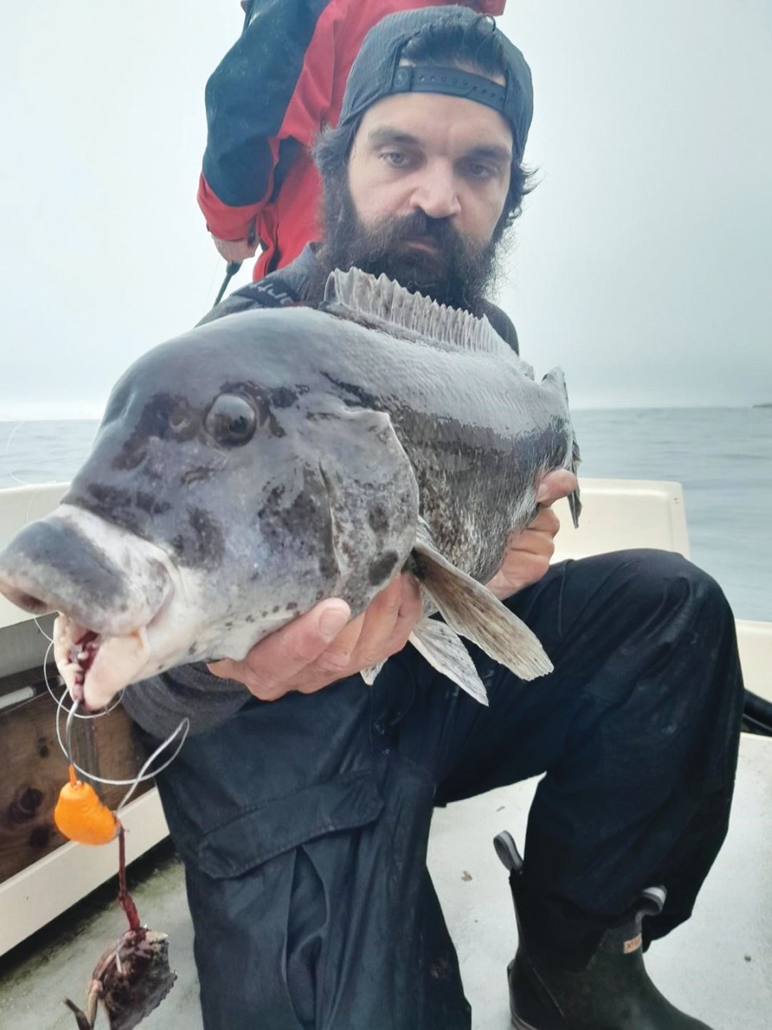 NEWPORT TAUTOG: Jigs outperform any bait rig for Jeff Sullivan.  Shown here with at 13 pound tautog caught off Newport. (Submitted photo)